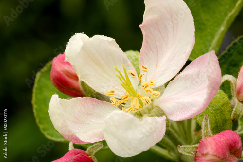 Apple Blossom Closeup