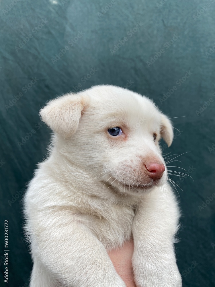 Fototapeta premium white dog portrait