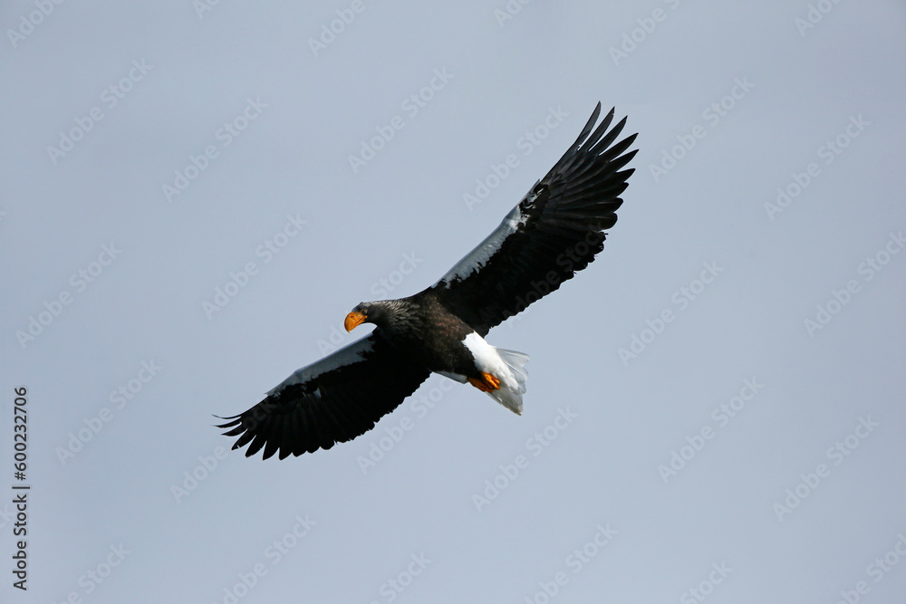 Fototapeta premium eagle in flight