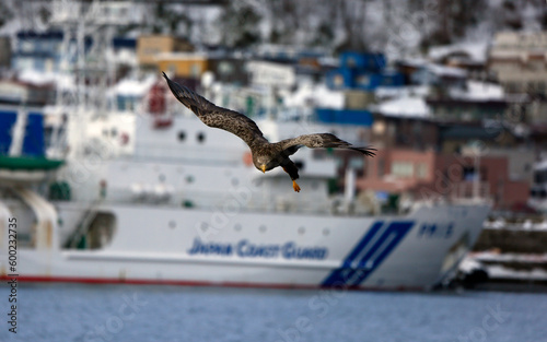  eagle in flight