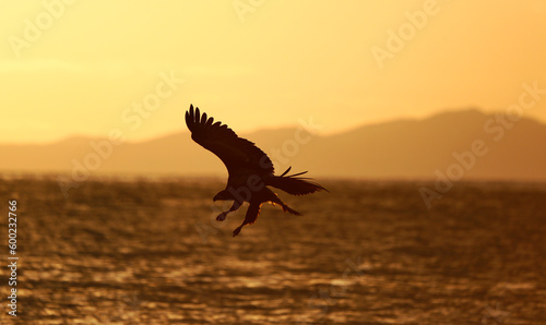 eagle in the sunset © Raphael