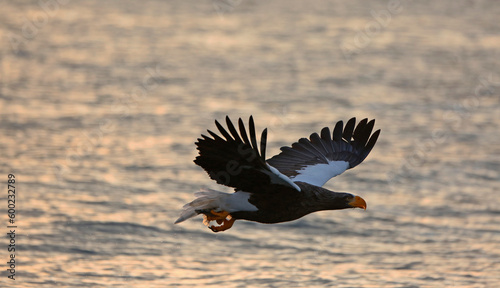 eagle in flight © Raphael
