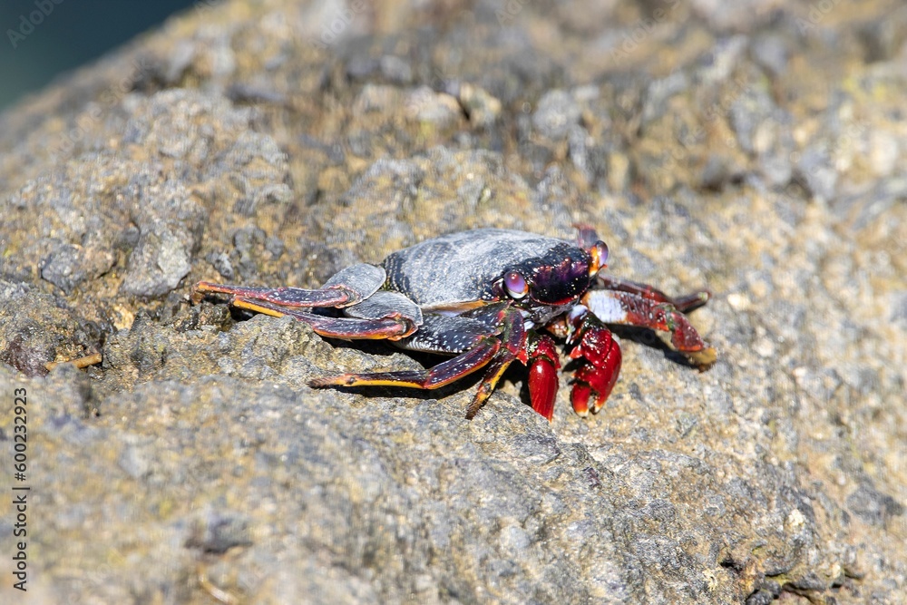 The crab Grapsus adscensionis