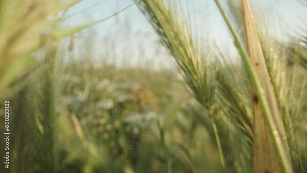 Green wheat spikes in dew drops at dawn. Dolly slider extreme close-up. Green wheat spikes in dew drops at dawn. Dolly slider extreme close-up.