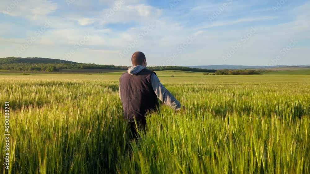 A green field of wheat in early spring and a man walks across the field and runs his hand through the ears of wheat A green field of wheat in early spring and a man walks across the field and runs his hand through the ears of wheat