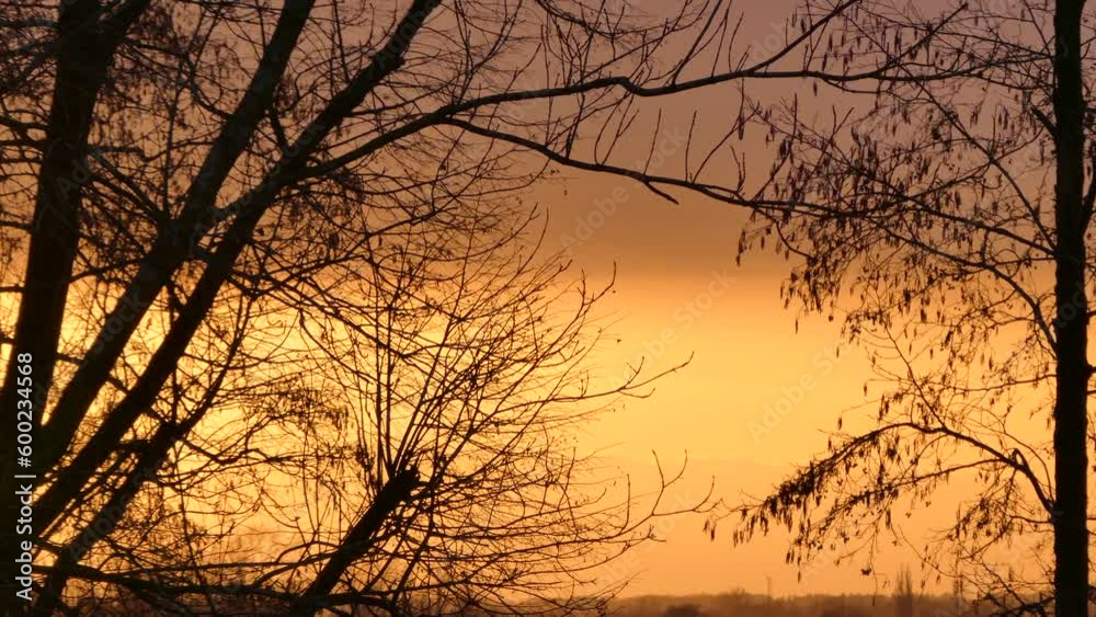 Natural scene with black trunks, limbs and tree branches against background of colored glow in sky from setting sun. Natural scene with black trunks, limbs and tree branches against background of colored glow in sky from setting sun.