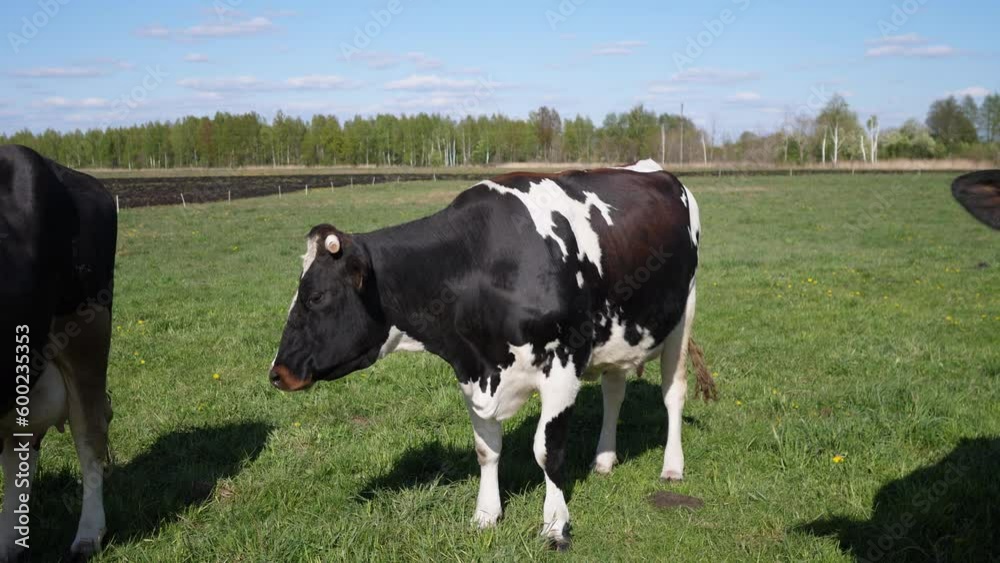 cow on the farm 4k slow motion cow on the farm 4k slow motion
