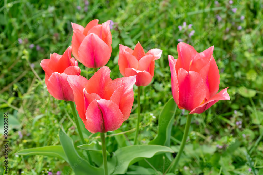 Pink tulips flowers with green leaves blooming in a meadow, park, outdoor in sunny day. Tulips field, nature, spring, floral background.