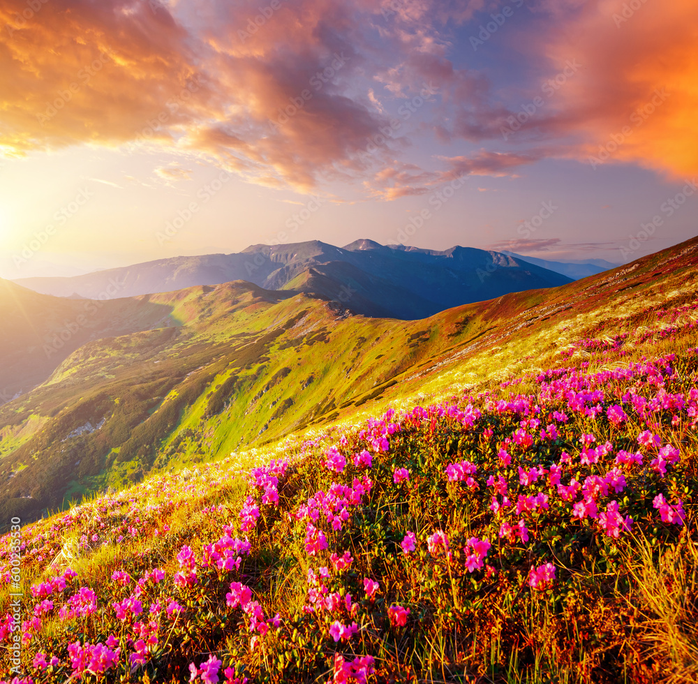 Obraz premium Magic pink flowers rhododendrons at sunset. Carpathian mountains, National Park Chornohora, Ukraine, Europe.