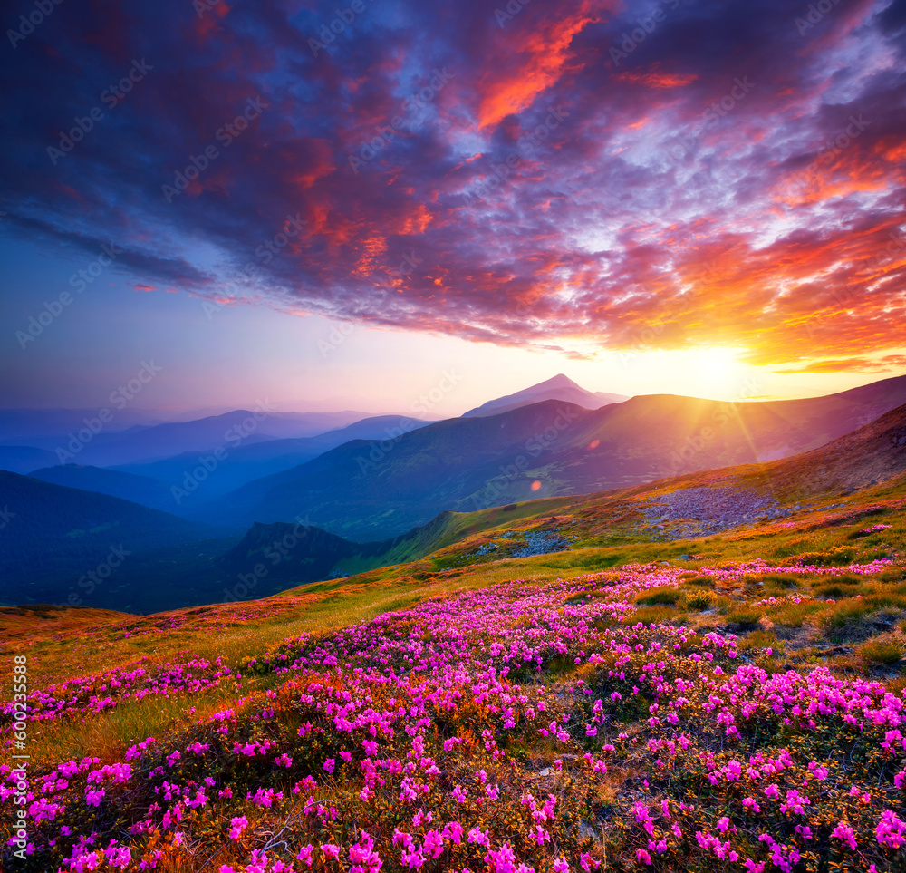 Magic pink flowers rhododendrons at sunset. Carpathian mountains, National Park Chornohora, Ukraine, Europe. Magic pink flowers rhododendrons at sunset. Carpathian mountains, National Park Chornohora, Ukraine, Europe.