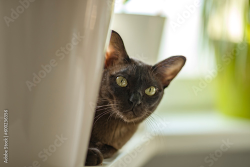 Burmese cat close-up at home. Portrait of a beautiful young brown cat sitting on the window