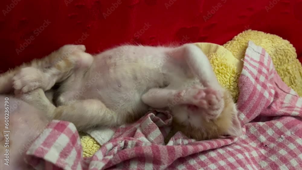 Kitten Kitten
