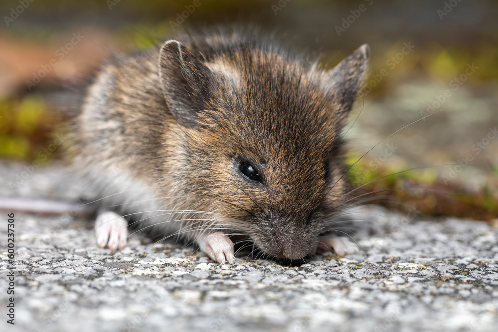 Hausmaus im Garten Portrait Hausmaus im Garten Portrait