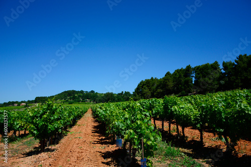 winnica w prowansji, winorośle w winnicy, winnica na tle niebieskiego nieba, Vitis , vineyard in Provence, vines in vineyard, vineyard against the blue sky