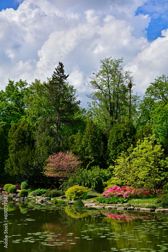 ogr  d japo  ski  kwitn  ce r    aneczniki i azalie  ogr  d japo  ski nad wod    azaleas  Rhododendron 