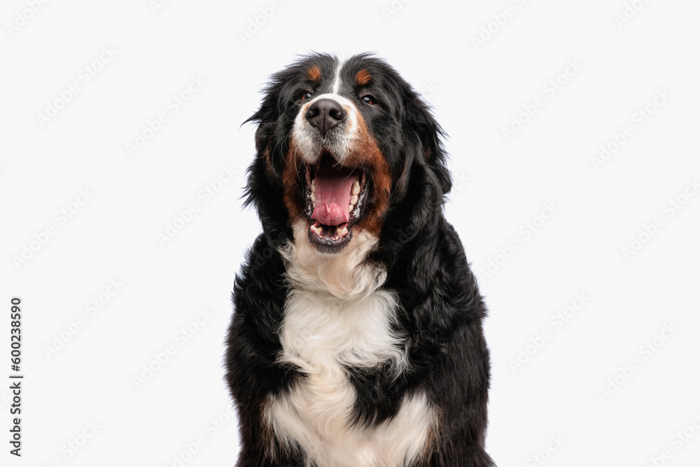 cute berna shepherd puppy with tongue out yawning