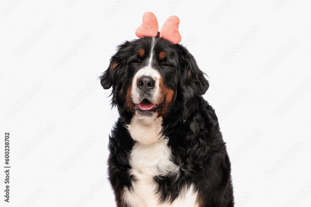 happy bernese mountain puppy wearing bow headband and panting