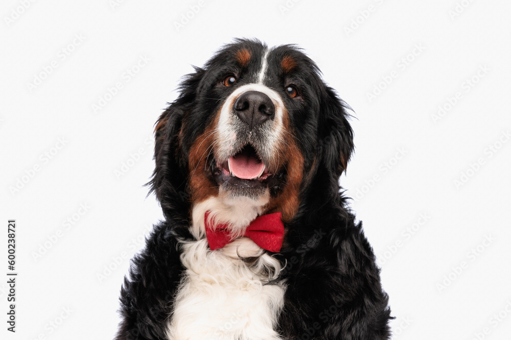 elegant berna shepherd puppy wearing red bowtie and panting