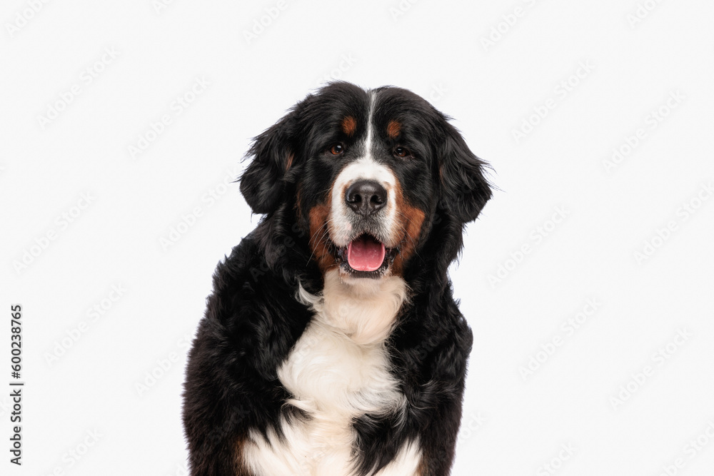 portrait of beautiful berna shepherd dog sticking out tongue and panting