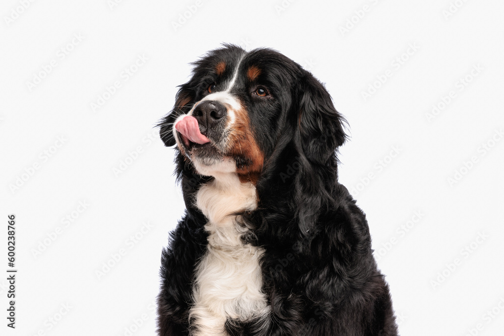 eager berna shepherd dog looking up, licking nose and waiting food