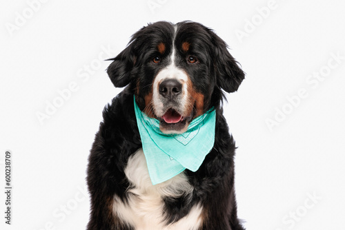 Fototapeta Naklejka Na Ścianę i Meble -  cute berna shepherd dog with blue bandana sticking out tongue