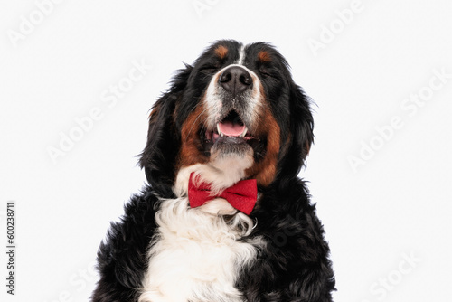 Fototapeta Naklejka Na Ścianę i Meble -  happy berna shepherd dog with red bowtie closing eyes and panting