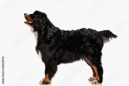 side view of beautiful bernese mountain dog panting and looking up © Viorel Sima