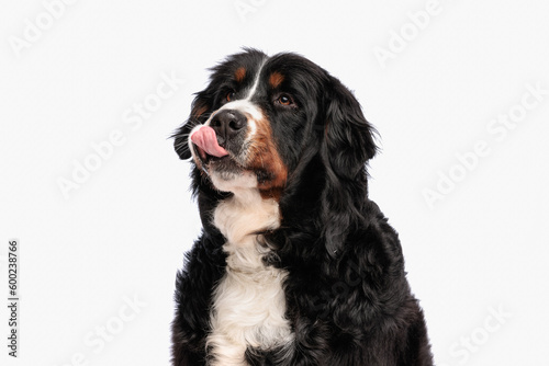 Fototapeta Naklejka Na Ścianę i Meble -  eager berna shepherd dog looking up, licking nose and waiting food