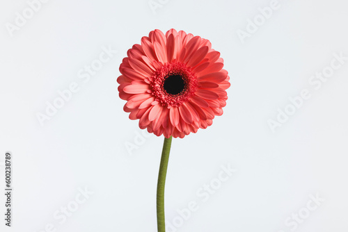 pink gerbera daisy flower illustrating the concept of blooming and freshness