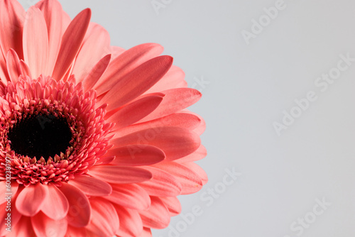 picture of pink gerbera daisy flower in front of grey background