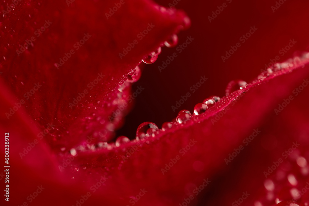 red rose with waterdroplets, concept of freshness and morning dew red rose with waterdroplets, concept of freshness and morning dew