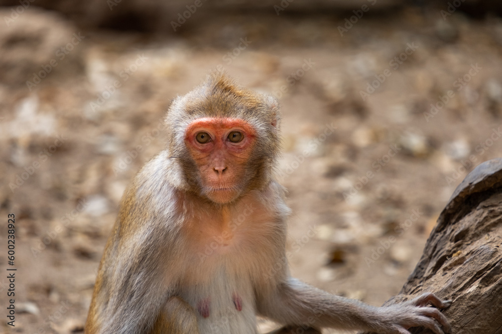 Naklejka premium Wild monkey sitting on a tree trunk