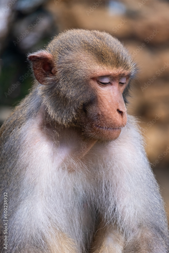 Portrait of a sad and lonely monkey Portrait of a sad and lonely monkey
