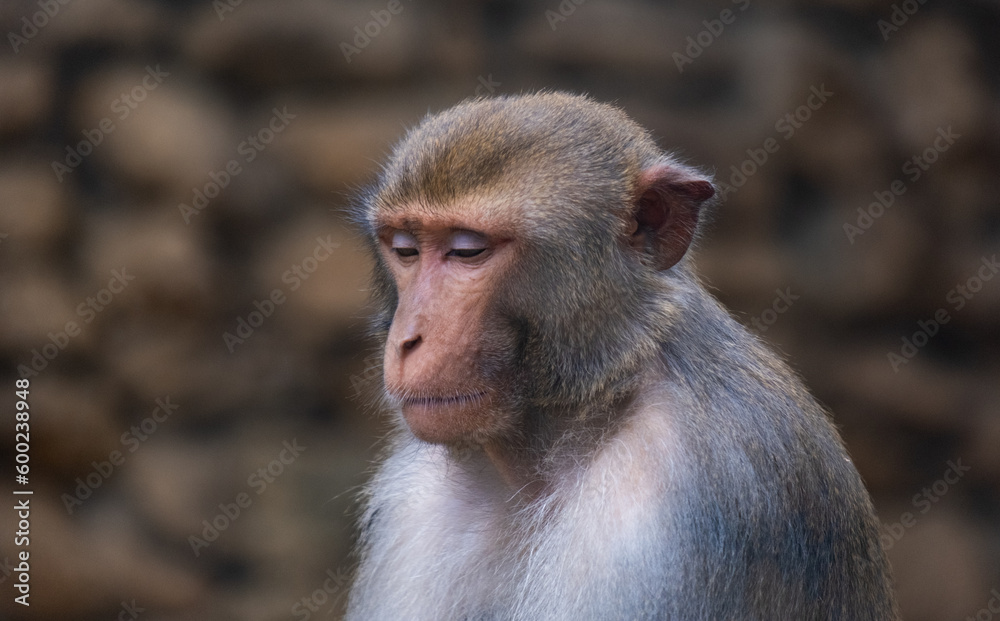 Portrait of a sad and lonely monkey Portrait of a sad and lonely monkey