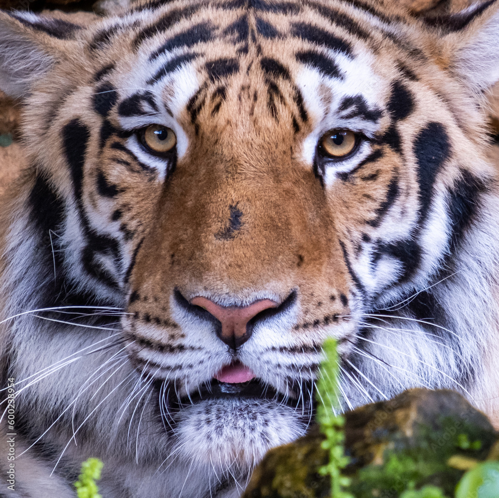 Close-up of wild Siberian tiger looking at the camera