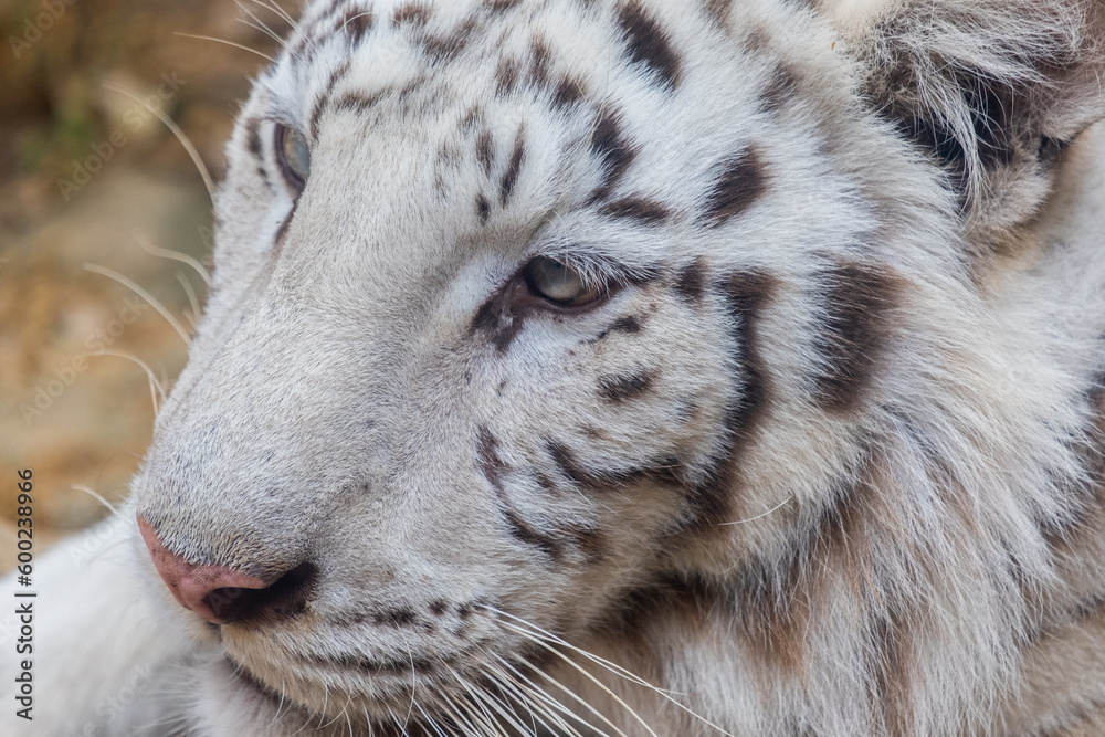 Fototapeta premium Close-up of a white Bengal tiger