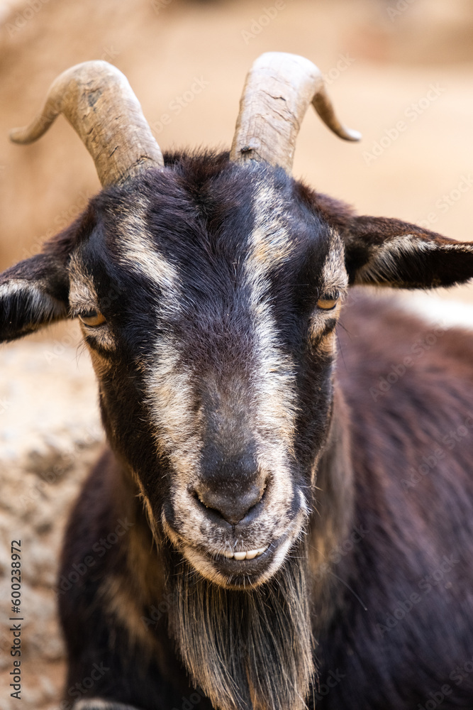 Black-horned goat with a long beard Black-horned goat with a long beard