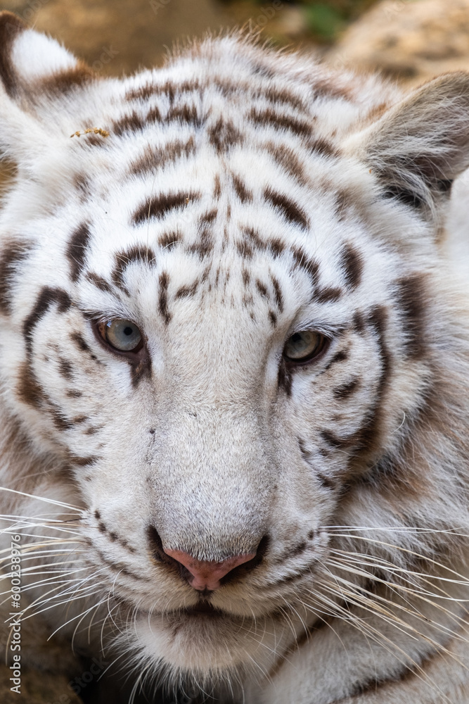 Obraz premium Close-up of a white Bengal tiger
