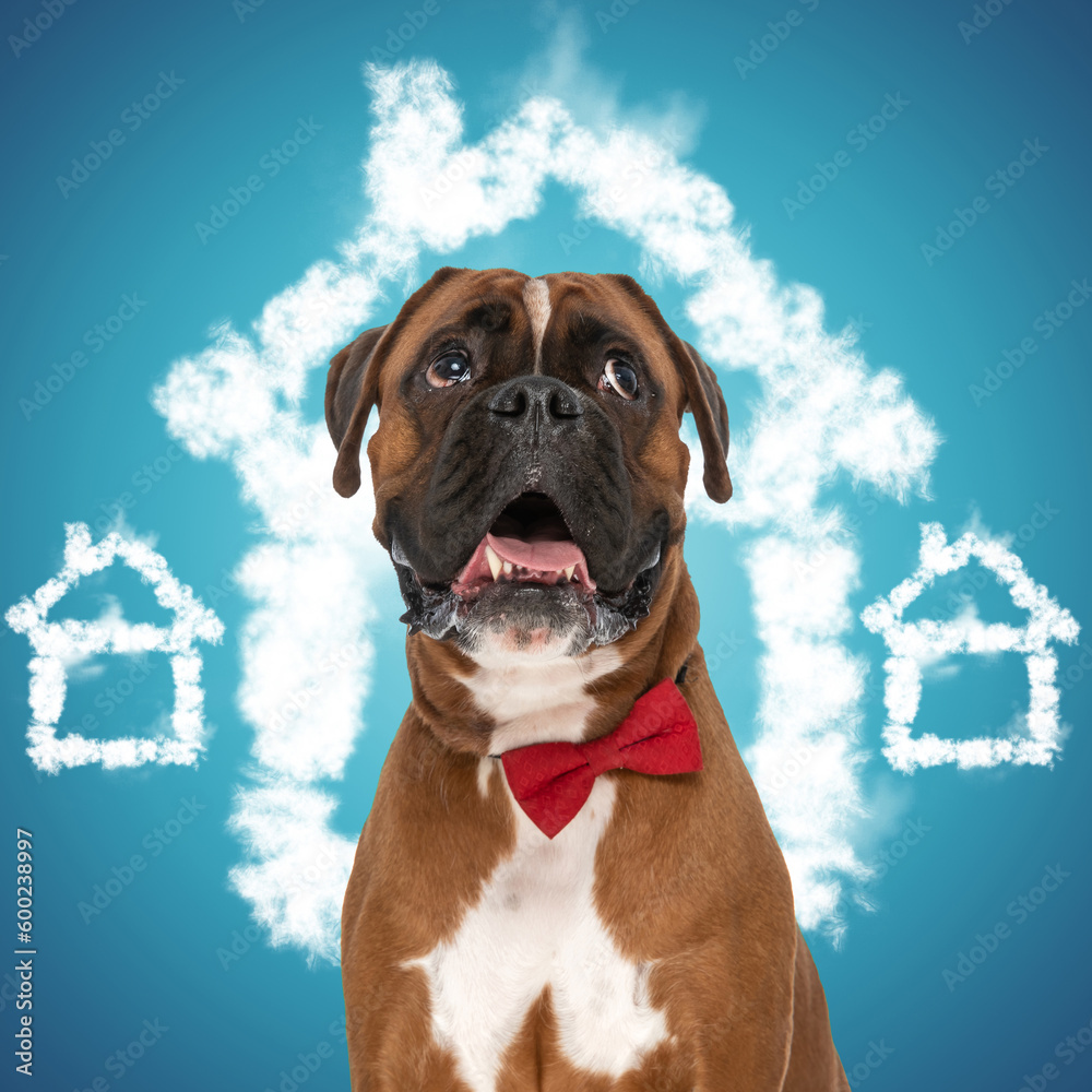 eager elegant boxer wearing red bowtie and looking up waiting for adoption eager elegant boxer wearing red bowtie and looking up waiting for adoption