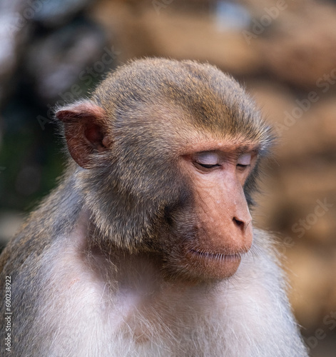 Sad monkey in a zoo