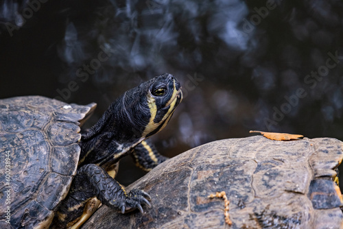 Turtle Suwannee cooter (Pseudemys concinna suwanniensis) perched near the water photo