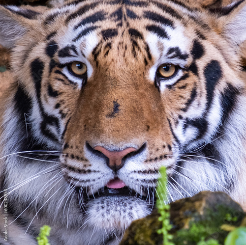 Fototapeta Naklejka Na Ścianę i Meble -  Close-up of wild Siberian tiger looking at the camera