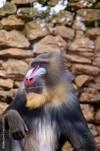 Mandrillus sphinx in a zoo. Mandrill posing for the photo