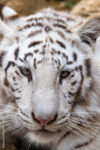 Close-up of a white Bengal tiger