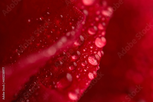abstract picture of red rose petals with waterdroplets