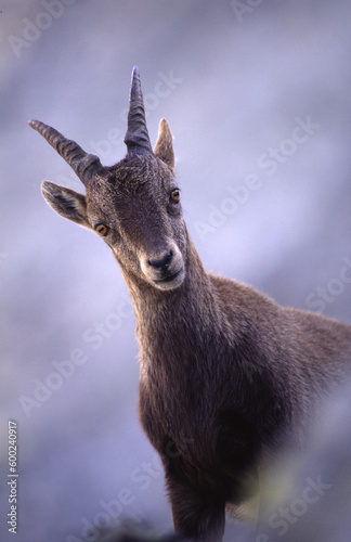alpine ibex  capra ibex  stambecco