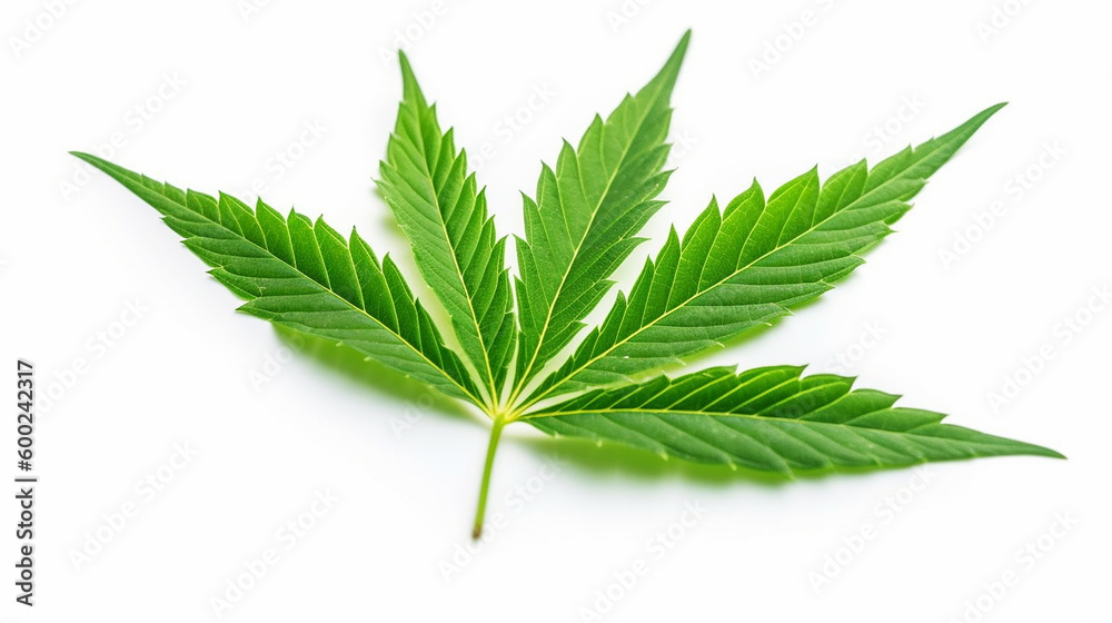 beautiful marijuana leaf isolated on white Generative AI beautiful marijuana leaf isolated on white Generative AI