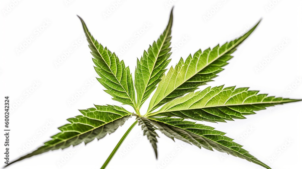 beautiful marijuana leaf isolated on white Generative AI