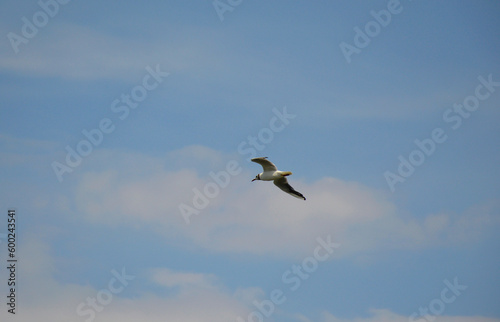 a sea gull with white feathers soars in the blue sky over the sea, in search of food. beauty in nature. animals and birds in the wild. sea birds