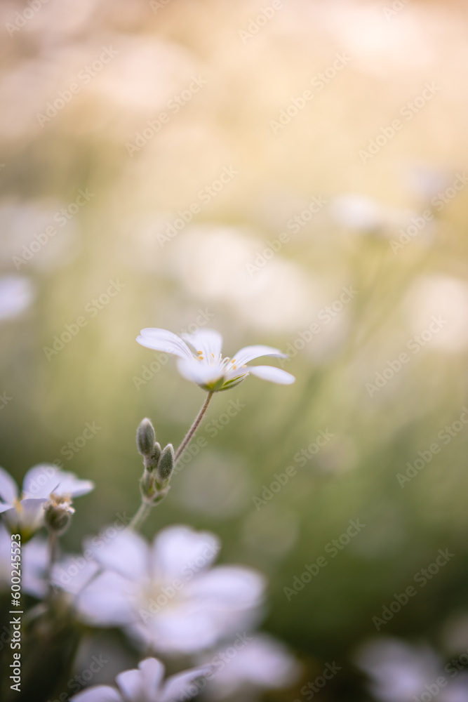 close-up of flowering white flowers in meadow. beautiful nature. summer concept close-up of flowering white flowers in meadow. beautiful nature. summer concept